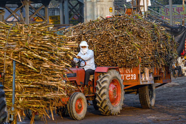 Sugarcane Farmers 2024