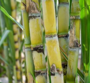 crops in sugarcane