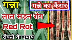 Kisan Update
