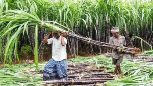 sugarcane_farmer