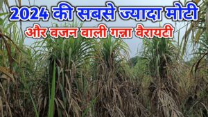 Sugarcane Variety 2024