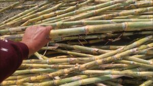 Sugarcane Variety